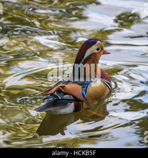 Il bel maschio di Anatra di mandarino (Aix galericulata) che mostra il suo tipico piumaggio colorato dal retro su un bel watersurface Foto Stock