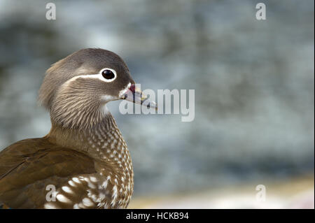 La bellissima femmina Anatra di mandarino (Aix galericulata) un primo piano verticale con un bel bokeh di fondo Foto Stock