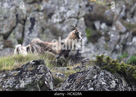 Wild British primitiva capre anche sapere come selvatici Selvatici capre. Prese a Findhorn Valley, Scozia. Foto Stock