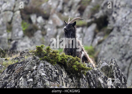 Wild British primitiva capre anche sapere come selvatici Selvatici capre. Prese a Findhorn Valley, Scozia. Foto Stock