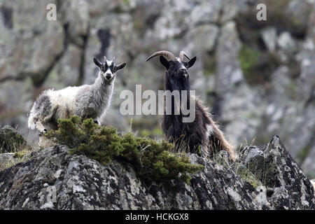 Wild British primitiva capre anche sapere come selvatici Selvatici capre. Prese a Findhorn Valley, Scozia. Foto Stock