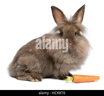 Carino color cioccolato mini lionhead bunny coniglio con una carota Foto Stock