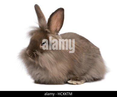 Carino giacente color cioccolato mini bunny Lionhead rabbit Foto Stock