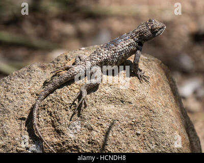 Clark lucertola spinosa (Sceloporus clarkii), Tucson Giardini Botanici, Tucson, Arizona. Foto Stock