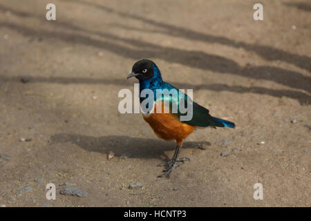 Una superba Starling Foto Stock