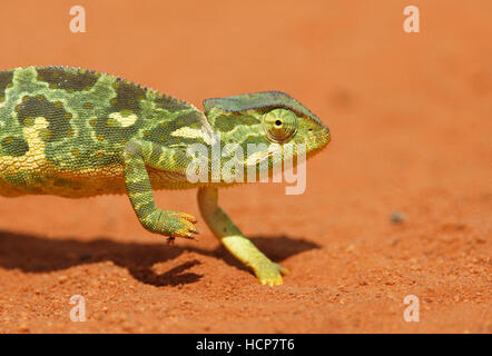 Lembo colli (camaleonte Chamaeleo dilepis), sul rosso sporco, Tsavo West National Park, Taita-Taveta County, Kenya Foto Stock