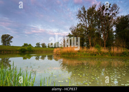 Lanca del Danubio, Schoenau, inferiore Lobau, Danube-Auen National Park, zone umide, lanca, Donau, Austria Inferiore, Austria Foto Stock