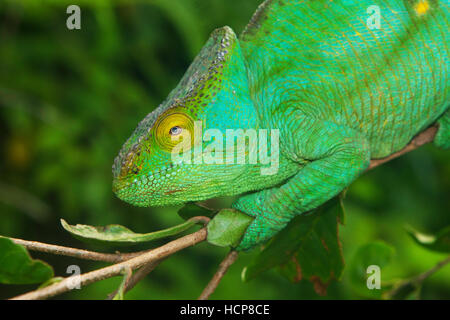 Parson's chameleon (Calumma parsonii parsonii) sul ramo, femmine gravide, ritratto, gigante giallo Colore variazione Foto Stock