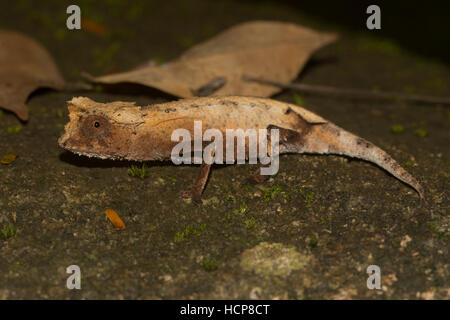 Foglia placcato chameleon (Brookesia stumpffi), foresta pluviale, Lokobe National Park, Isola di Nosy Be, anche Nossi-bé o essere Nosse Foto Stock