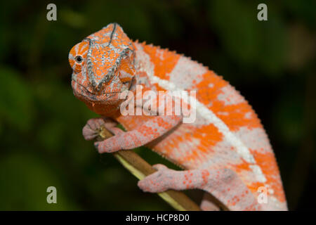 Angelo chameleon (Furcifer angeli) sul ramo, estremamente raro, foresta secca, northwestern Madagascar Madagascar Foto Stock