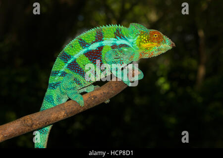 Panther chameleon (Furcifer pardalis), maschio, Ambanja, northwestern Madagascar Madagascar Foto Stock