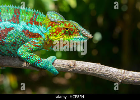 Panther chameleon (Furcifer pardalis), maschio, Ambanja, northwestern Madagascar Madagascar Foto Stock