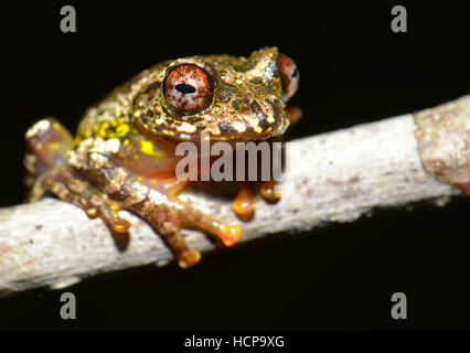 Boophis guibei (Boophis gubei), rana, Parco Nazionale di Andasibe, altipiani orientali del Madagascar Foto Stock