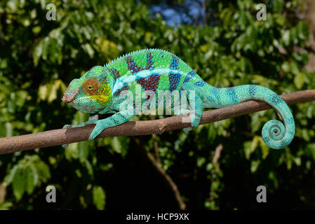 Panther chameleon (Furcifer pardalis), maschio, Ambanja, Madagascar Foto Stock