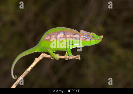 Antimena chameleon (Furcifer antimena), femmina, Madagascar foreste spinose, a sud-ovest del Madagascar, Madagascar Foto Stock