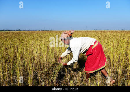 I campi di risone raccolto di Assam, in India. Foto Stock