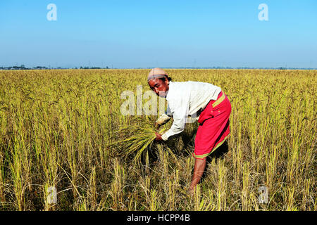 I campi di risone raccolto di Assam, in India. Foto Stock