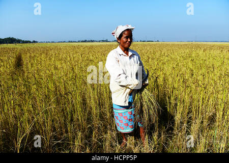 I campi di risone raccolto di Assam, in India. Foto Stock