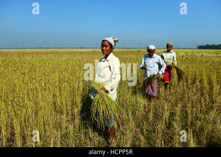 I campi di risone raccolto di Assam, in India. Foto Stock