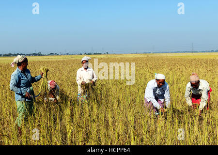 I campi di risone raccolto di Assam, in India. Foto Stock