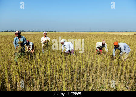 I campi di risone raccolto di Assam, in India. Foto Stock