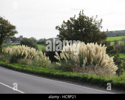 Bianco brillante pampas erba nel sole cresce a banchina Foto Stock