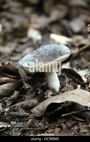 Funghi selvatici o funghi che crescono in foresta, alla periferia di Kathmandu, Nepal. Foto Stock