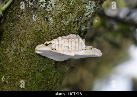 Perreniporia ochroleuca - una specie di fungo della staffa Foto Stock