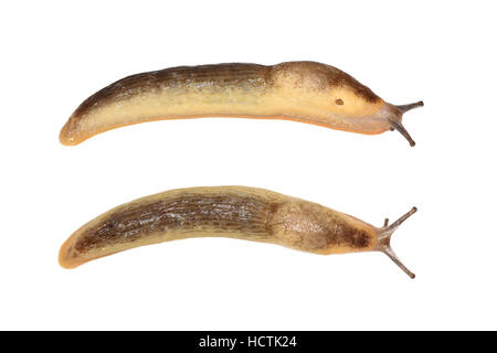 Grande Nero Slug - Arion ater - modulo albolateralis Foto Stock