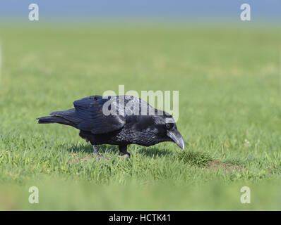 Raven - Corvus corax Foto Stock