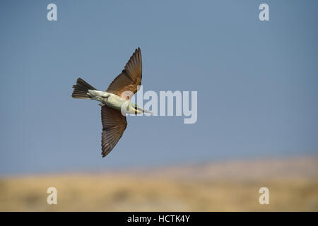 Blue-cheeked gruccione - Merops persicus - bambino Foto Stock