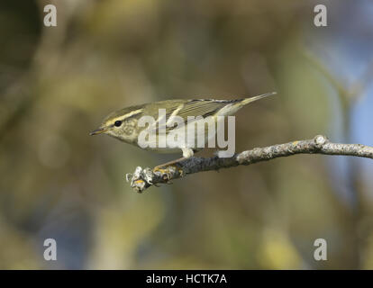 Giallo-browed trillo - Phylloscopus inornatus Foto Stock