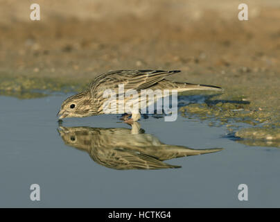 Corn Bunting - Miliaria calandra Foto Stock