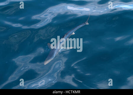 Blue Shark - Prionace glauca Foto Stock