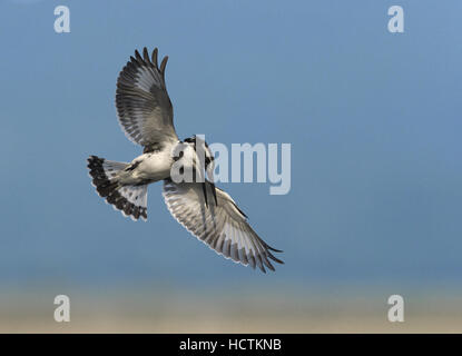 Pied Kingfisher - Ceryle rudis Foto Stock