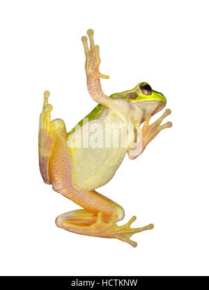 Raganella - Hyla arborea Foto Stock