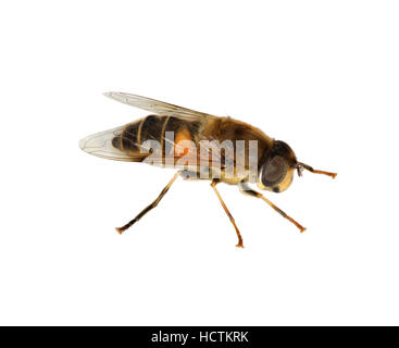 Drone Fly - Eristalis tenax Foto Stock