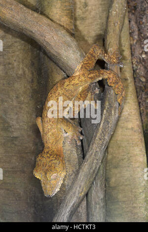 Foglie giganti-tailed Gecko - Uroplatus fimbriatus - Madagascar Foto Stock