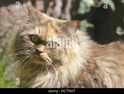 British longhair cat Foto Stock