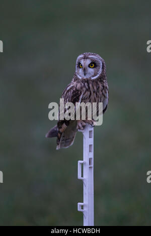 Corto-eared Owl / Sumpfohreule (asio flammeus) all'alba in ultimo crepuscolo, appollaiato su un recinto artificiale polo di una pecora in prato. Foto Stock