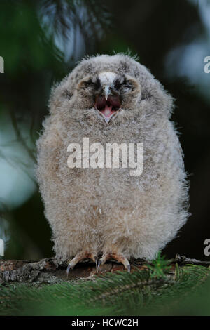 Gufo comune ( Asio otus ), chick appollaiato in una conifera, regurgitating i residui di cibo, sembra divertente, sembra che il suo urlo. Foto Stock