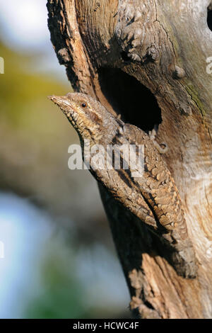 Eurasian spasmodico / Wendehals ( Jynx torquilla ) nella parte anteriore del suo foro di nesting, guardando indietro sopra la sua spalla per la sicurezza, tipica posa. Foto Stock