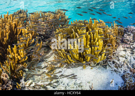 Una scuola di strisce di pesce gatto (Plotosus lineatus) sull isola di Sebayur, Parco Nazionale di Komodo, Mare Flores, Indonesia Foto Stock