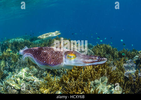 Adulto broadclub Seppie (Sepia latimanus) corteggiamento, Sebayur isola mare Flores, Indonesia Foto Stock