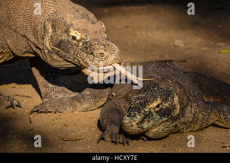 Adulto drago di Komodo (Varanus komodoensis) Odorare un altro drago con la sua linguetta sull isola di Rinca, Mare Flores, Indonesia Foto Stock