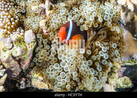 Pomodoro adulti clownfish (Amphiprion frenatus), Mengiatan Isola, Parco Nazionale di Komodo, Mare Flores, Indonesia Foto Stock