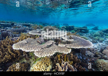 Una profusione di coralli duri e molli sull isola di Sebayur, Parco Nazionale di Komodo, Mare Flores, Indonesia Foto Stock