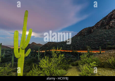 Giant cactus Saguaro (Carnegiea gigantea) sotto la luna piena a cancelli passano nelle montagne di Tucson, Tucson, Arizona, Stati Uniti d'America Foto Stock
