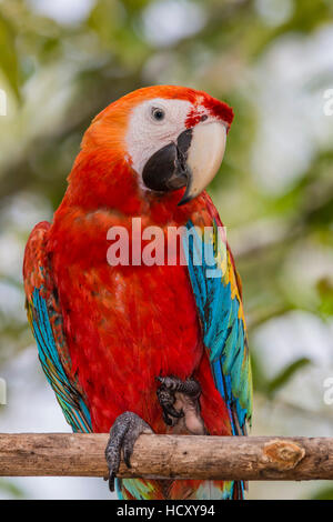 Adulto scarlet macaw (Ara Macao), Amazon National Park, Loreto, Perù Foto Stock