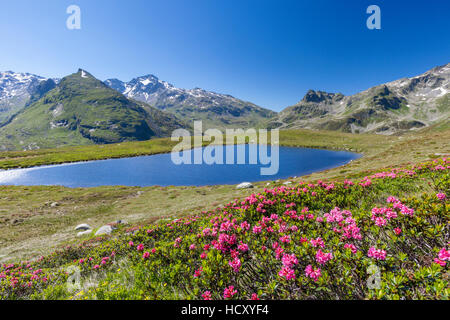 Rododendri e acque blu del lago Andossi, Montespluga, Val Chiavenna, provincia di Sondrio e della Valtellina, Lombardia, Italia Foto Stock